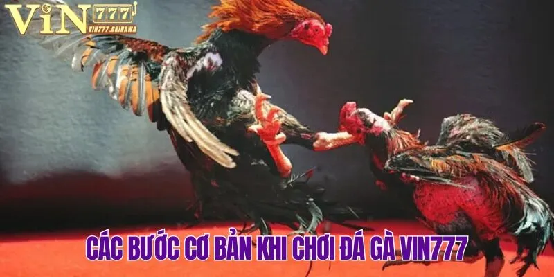 ĐÁ GÀ VIN777 3 Chi tiết các thao tác đặt kèo đá gà Vin777 cho newbie