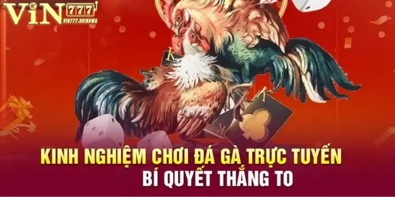 ĐÁ GÀ VIN777 5 Tổng hợp kinh nghiệm đá gà Vin777 thắng lớn từ chuyên gia