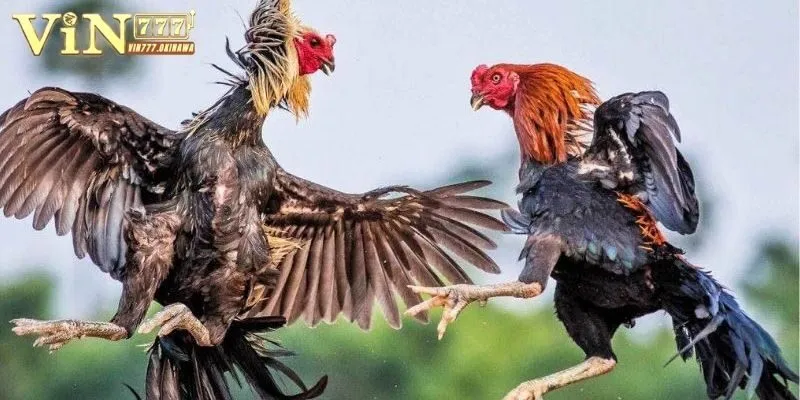 Gà Đá Cựa Sắt Campuchia Siêu Hay, Cược Ngay Tại Vin777 2 Cần luôn cập nhật tin tức khi chơi gà đá cựa sắt Campuchia