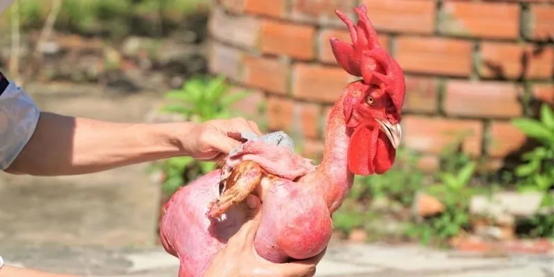Chợ tốt gà đá quận Bình Chánh đông vui mỗi ngày