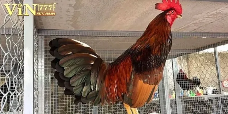 Hiểu rõ tầm quan trọng của các thuốc nuôi gà đá cựa sắt